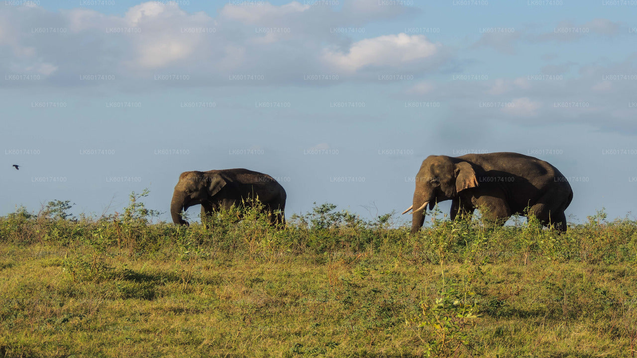 Kaudulla-Nationalpark-Safari ab Kandy