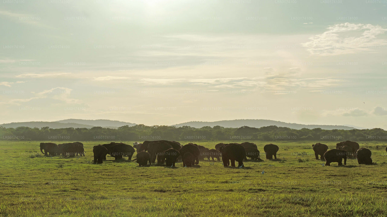 Kaudulla-Nationalpark-Safari ab Kandy