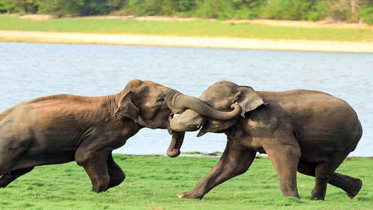 Hurulu-Ökopark-Safari ab Kandy