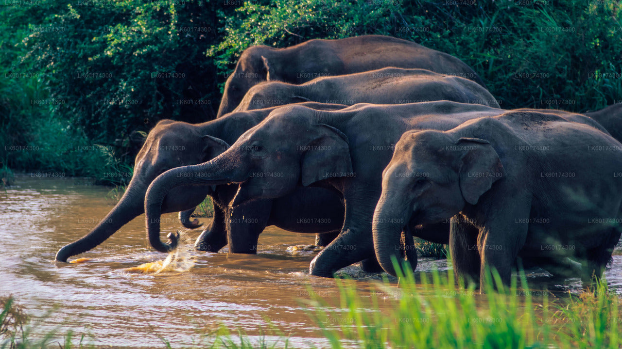 Ab Kandy: Safari im Wasgamuwa-Nationalpark