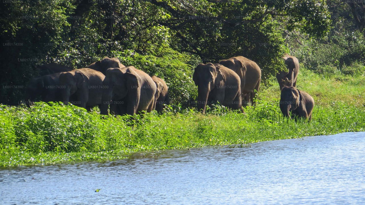 Ab Kandy: Safari im Wasgamuwa-Nationalpark