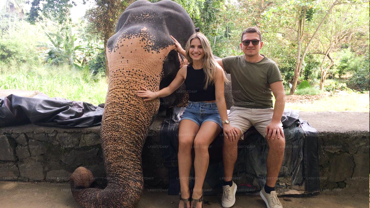 Millennium Elephant Foundation aus Colombo