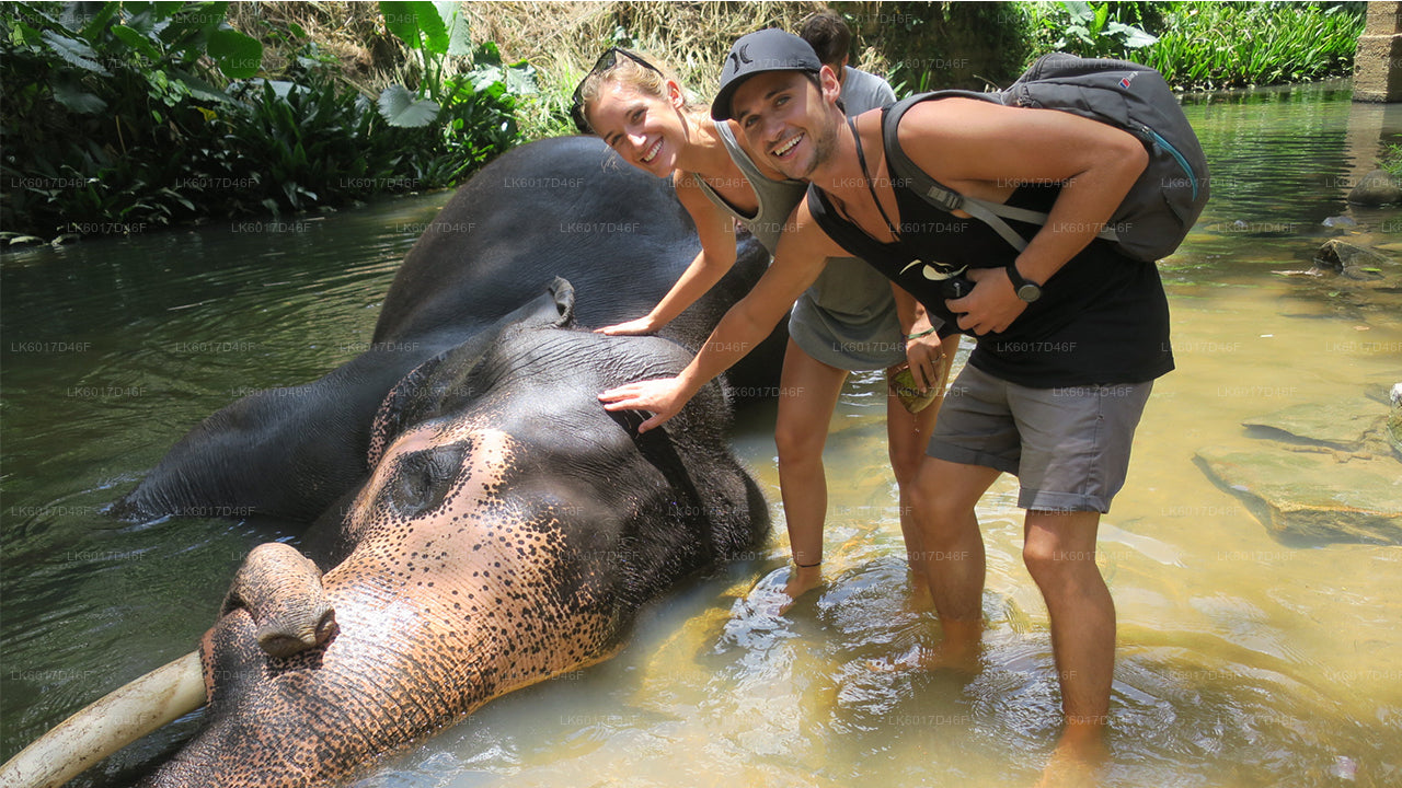 Millennium Elephant Foundation aus Colombo