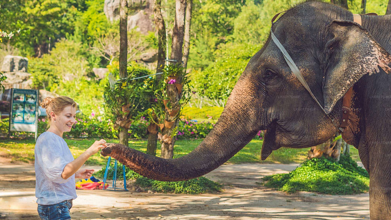 Millennium Elephant Foundation aus Colombo