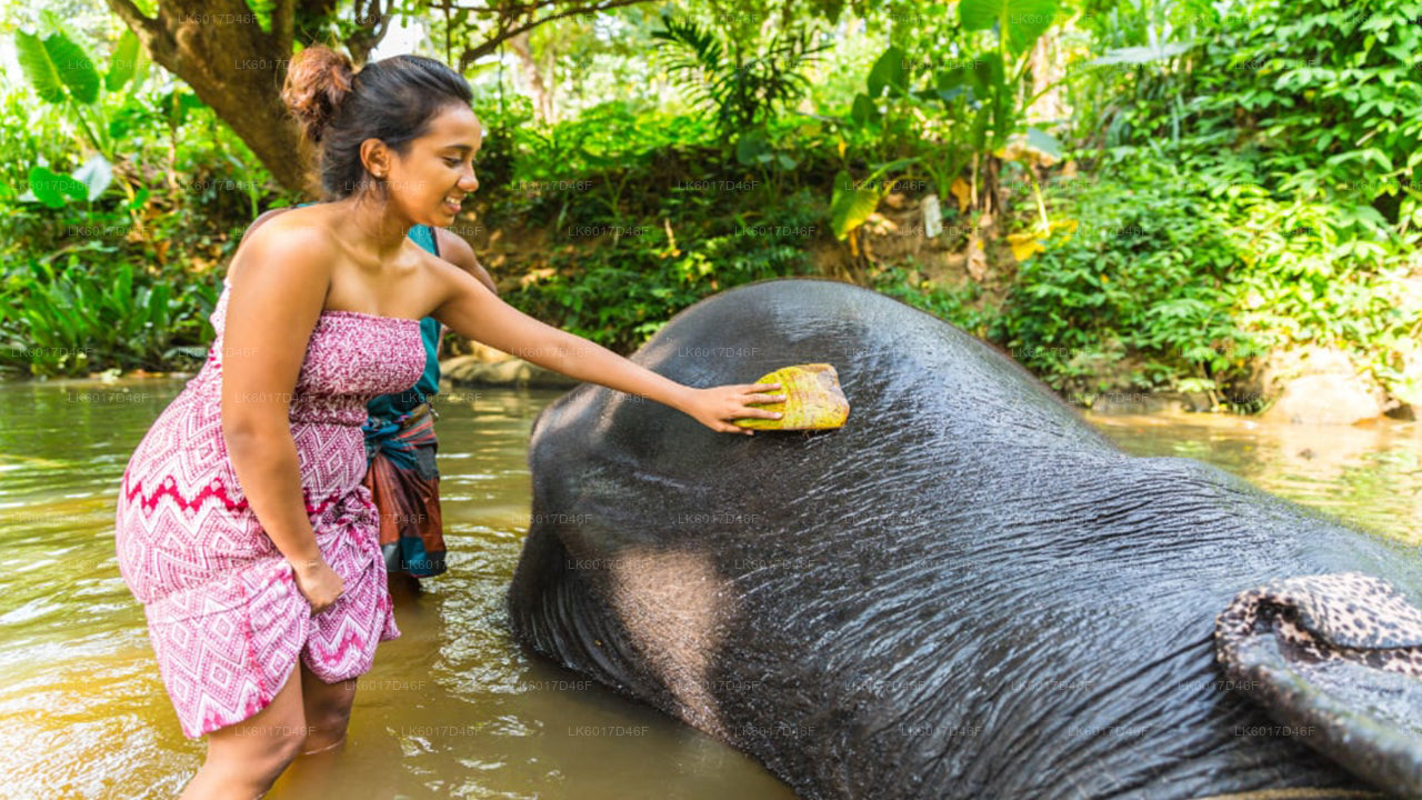 Millennium Elephant Foundation aus Colombo