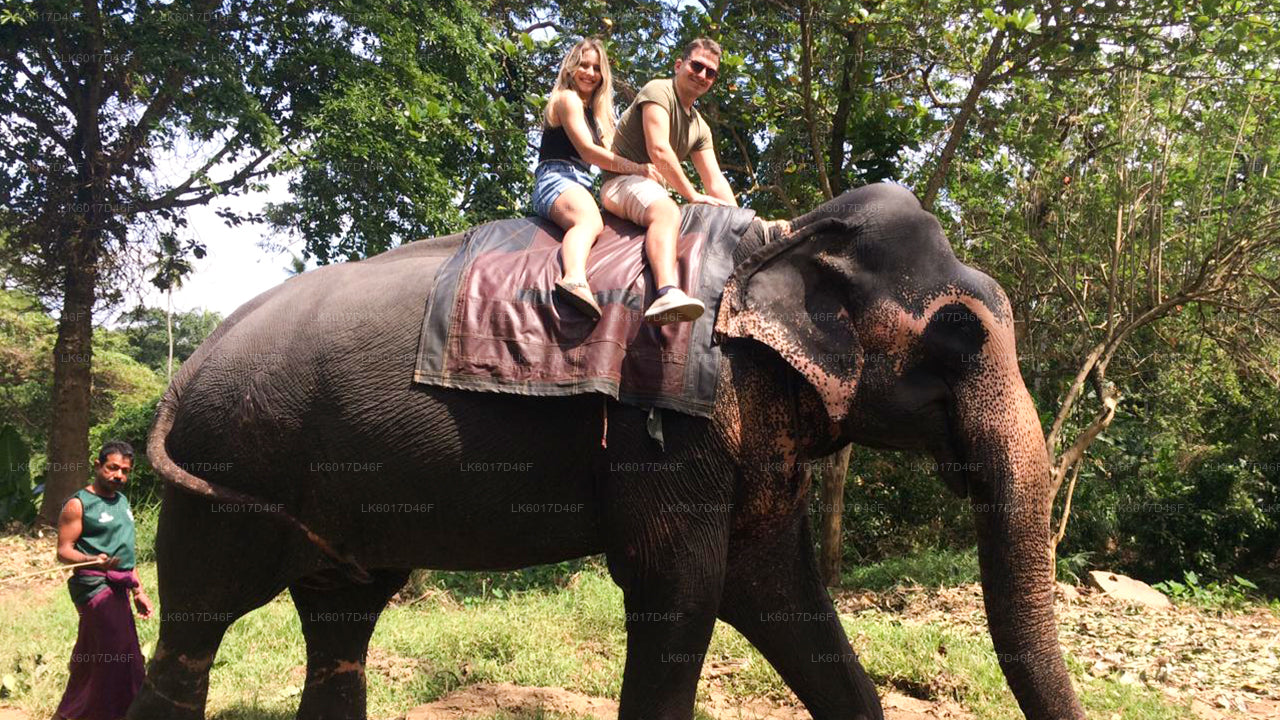 Millennium Elephant Foundation aus Colombo