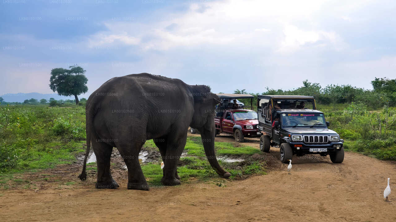 Safari im Udawalawe-Nationalpark ab Koggala