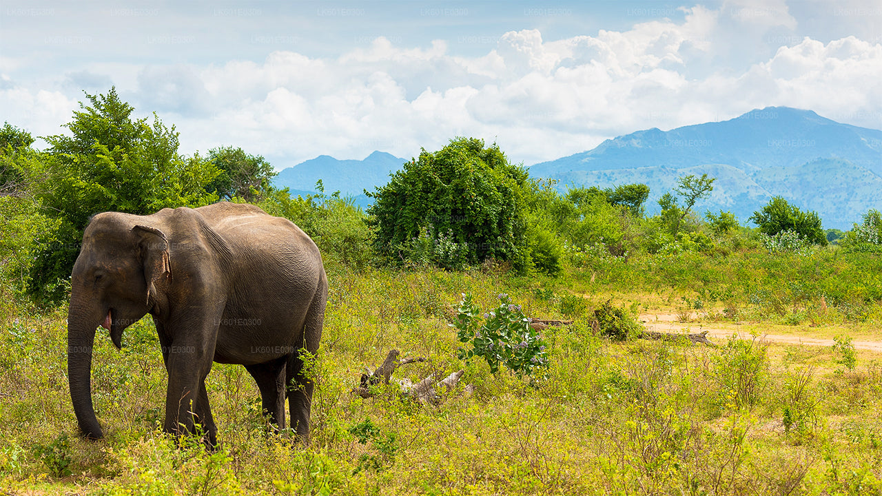 Safari im Bundala-Nationalpark ab Koggala