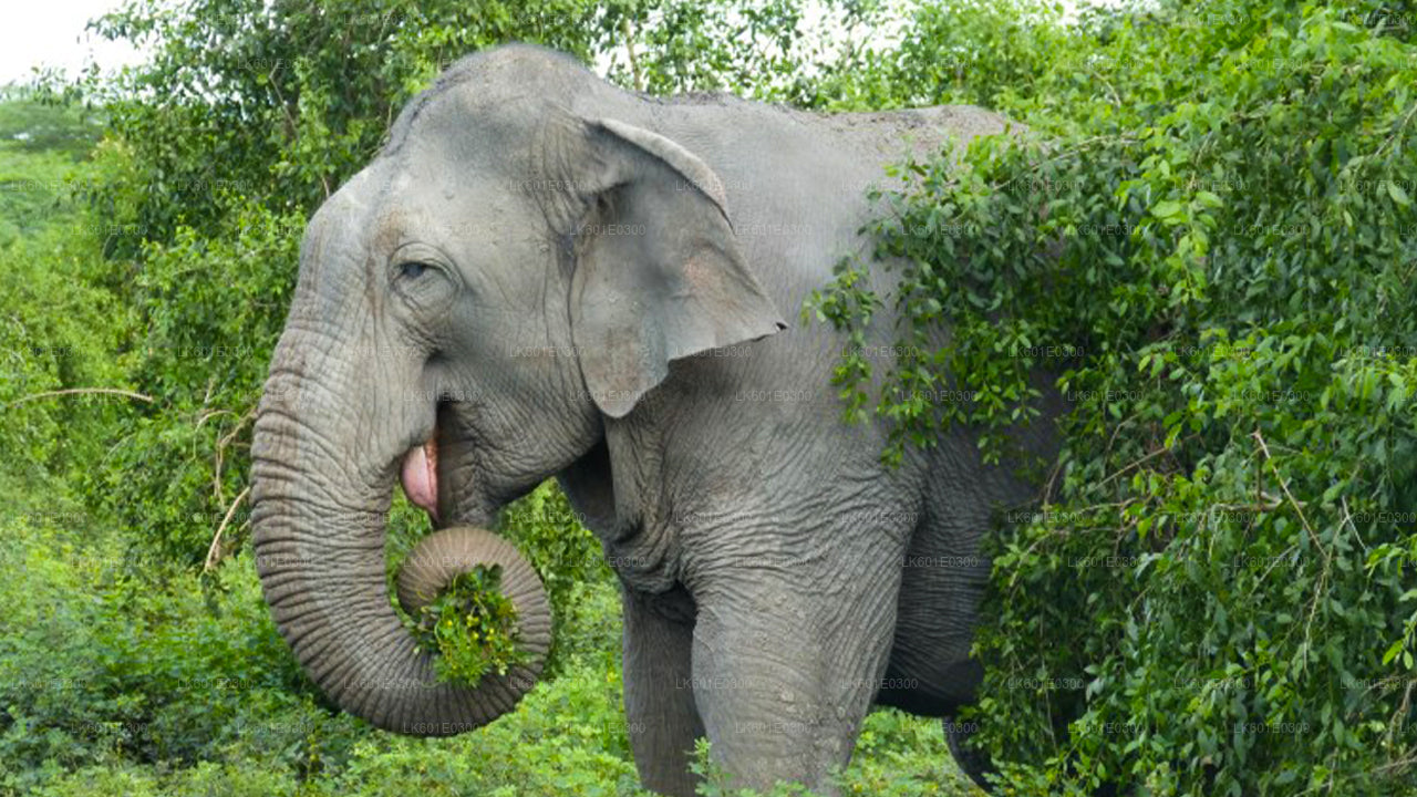 Safari im Bundala-Nationalpark ab Koggala