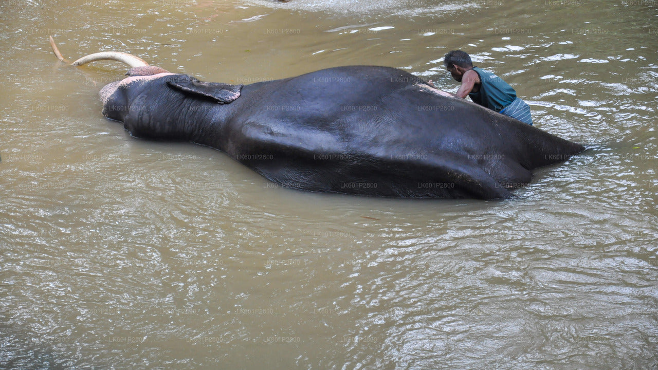 Kandy-Stadtrundfahrt und Besuch der Millennium Elephant Foundation ab Negombo