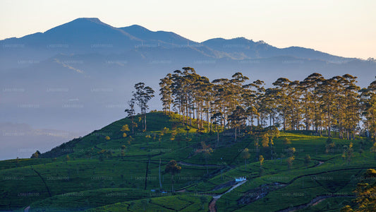Haputale-Hochland von Nuwara Eliya