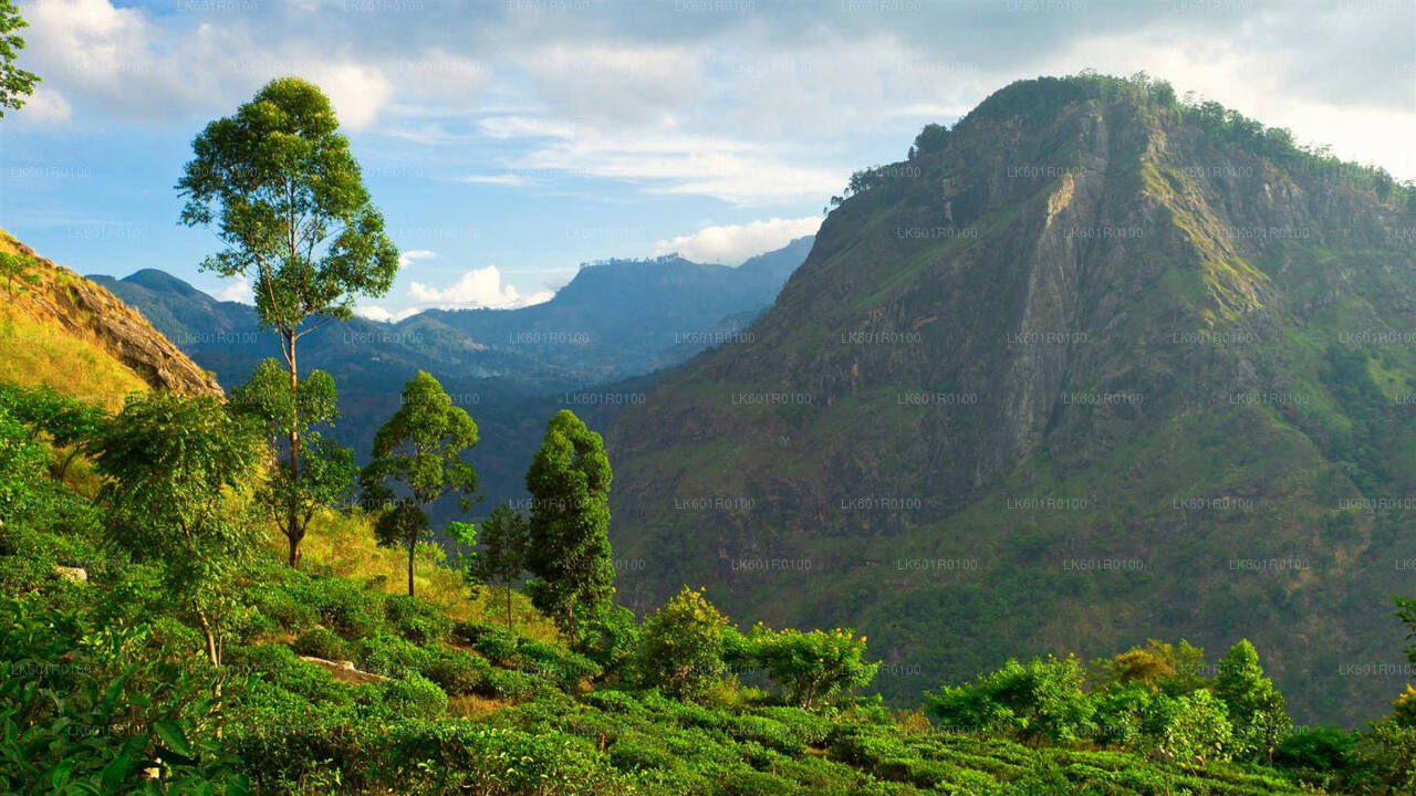Haputale-Hochland von Nuwara Eliya