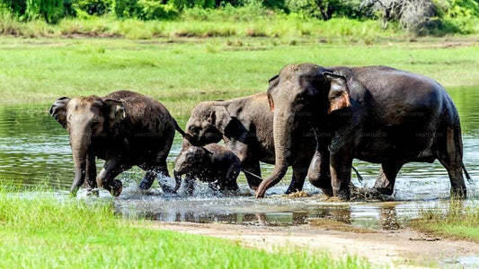 Safari im Wasgamuwa-Nationalpark ab Polonnaruwa