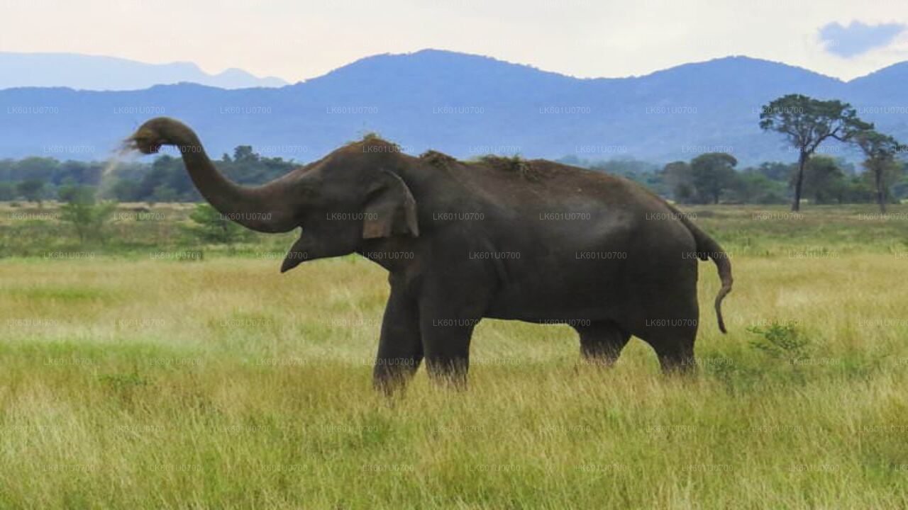 Safari im Wasgamuwa-Nationalpark ab Polonnaruwa