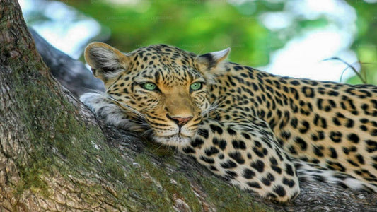 Safari im Wasgamuwa-Nationalpark ab Sigiriya