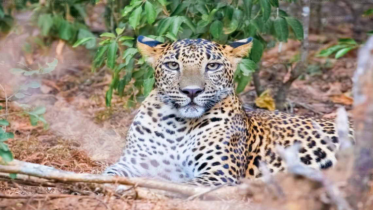 Safari im Wasgamuwa-Nationalpark ab Sigiriya