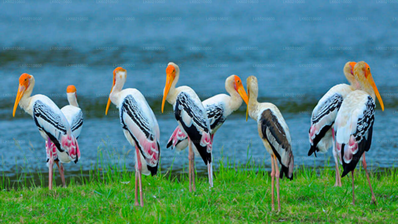 Safari im Bundala-Nationalpark ab Tangalle