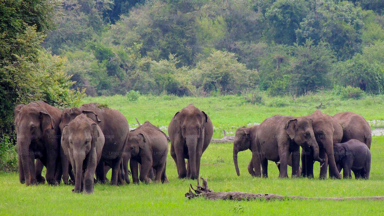 Safari im Udawalawe-Nationalpark ab Dikwella