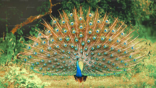 Bundala-Nationalpark-Safari ab Dikwella