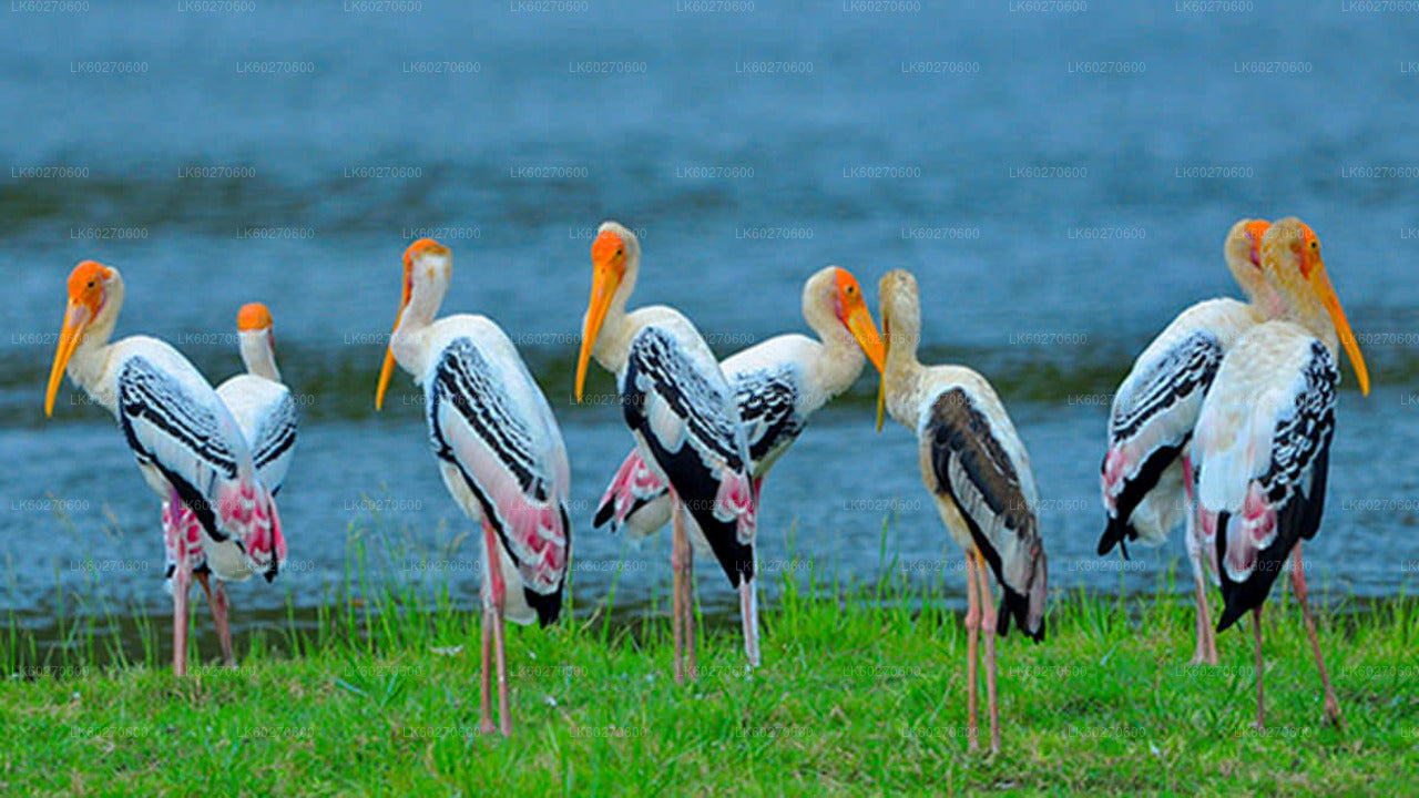 Bundala-Nationalpark-Safari ab Dikwella