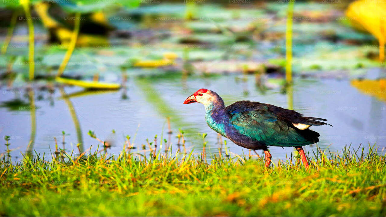 Bundala-Nationalpark-Safari ab Dikwella