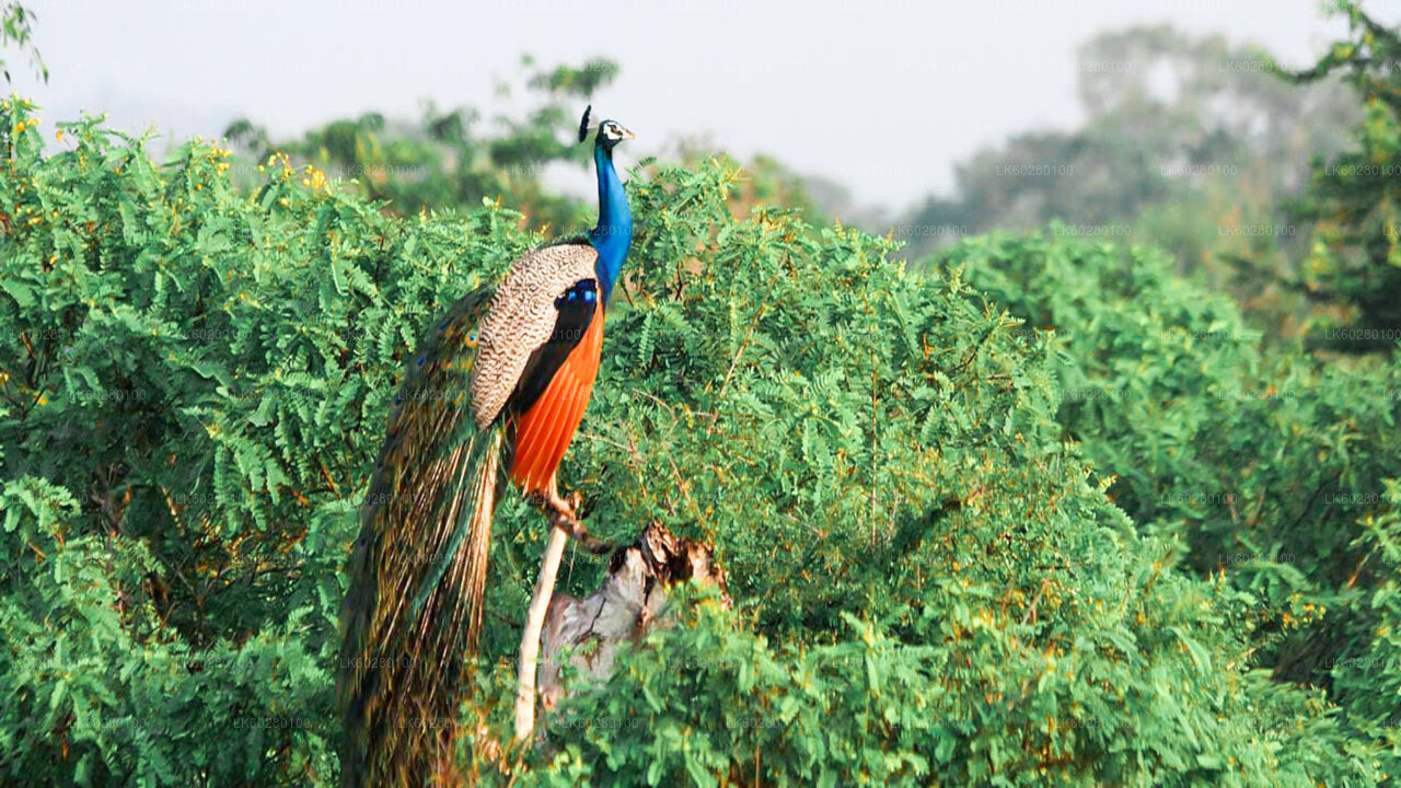 Yala-Nationalpark-Safari ab Hambantota