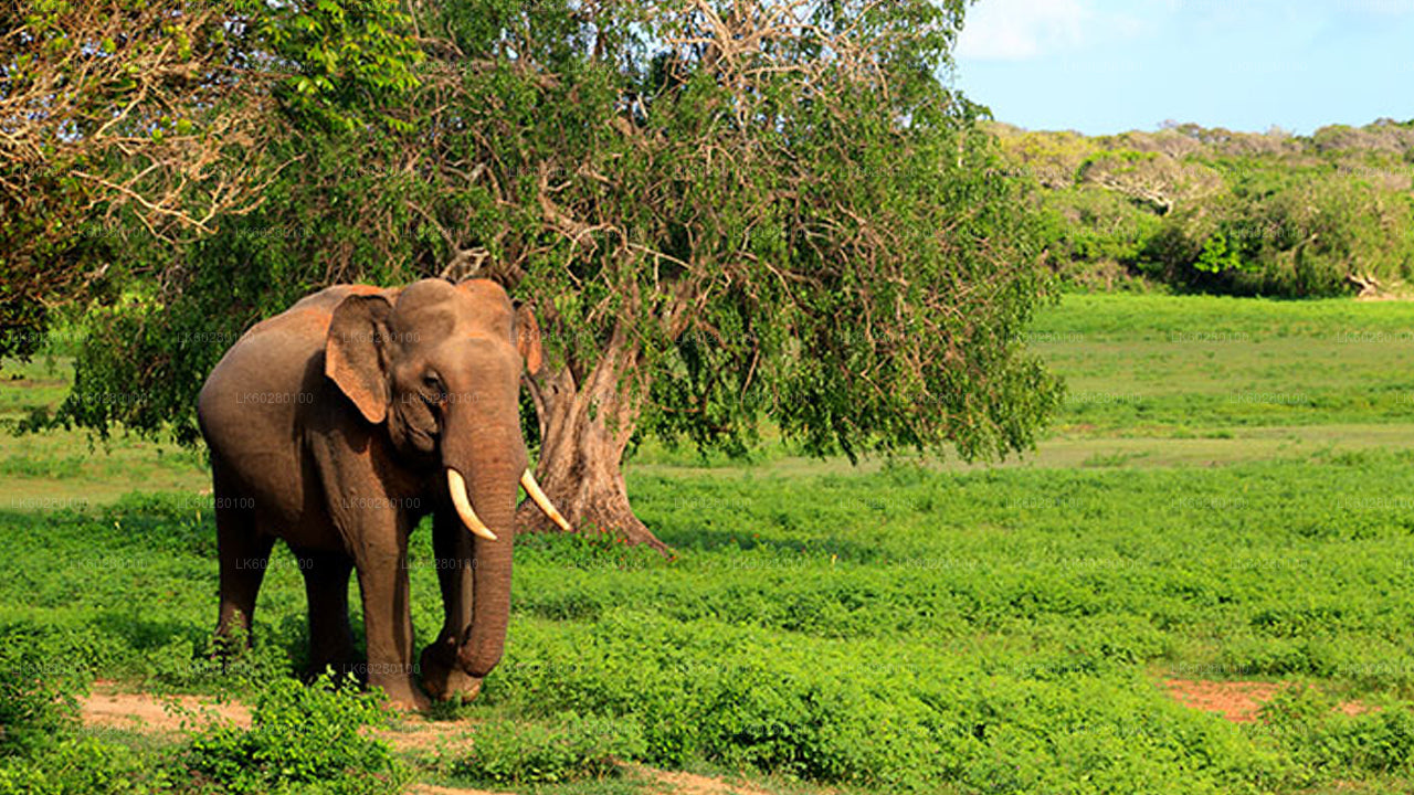 Yala-Nationalpark-Safari ab Hambantota
