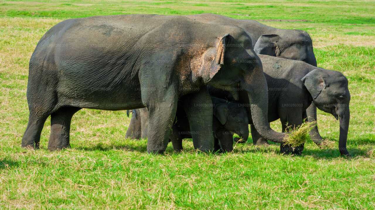 Safari im Udawalawe-Nationalpark ab Hambantota