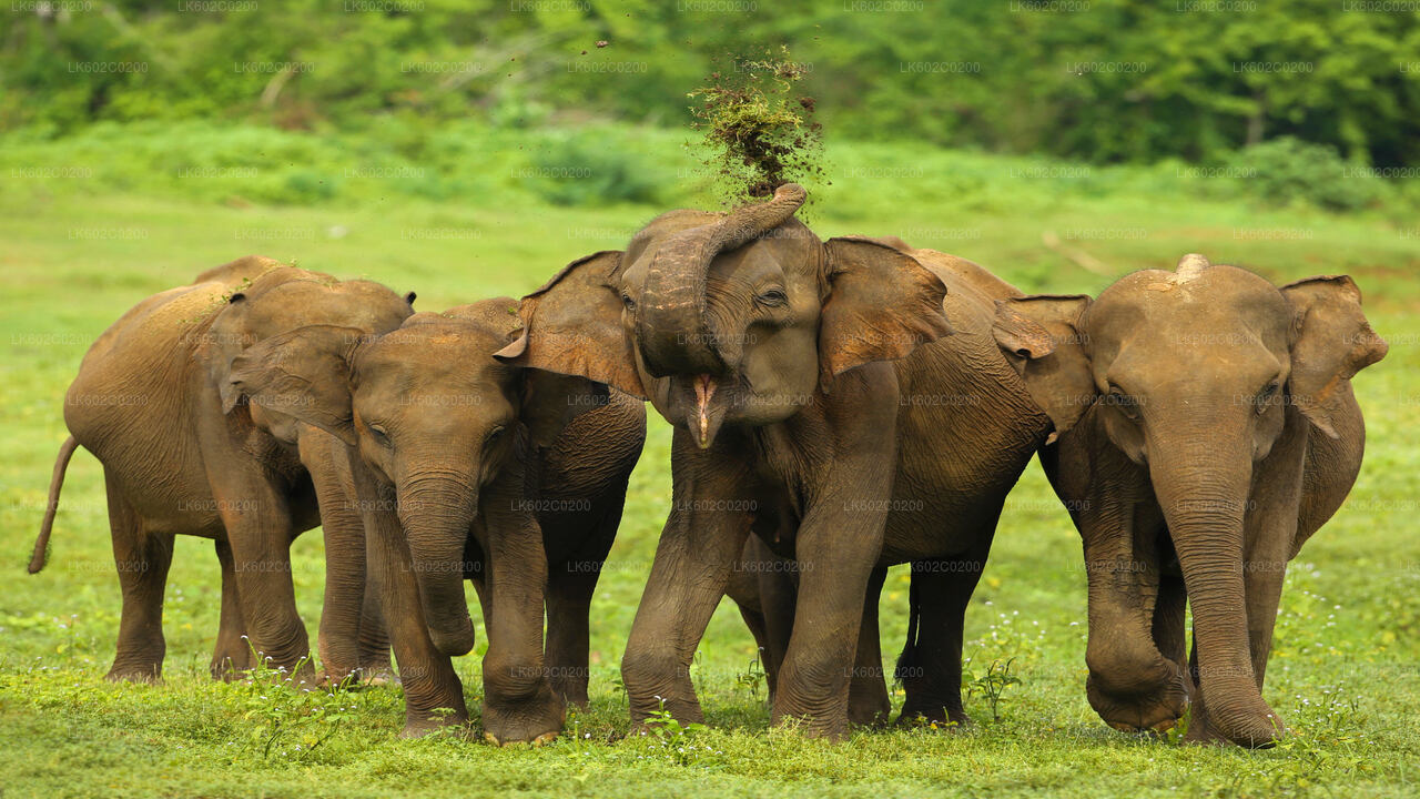 Safari im Udawalawe-Nationalpark ab Weligama