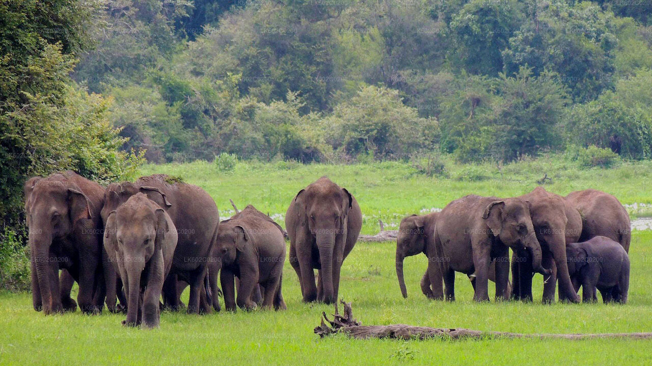 Safari im Udawalawe-Nationalpark ab Weligama