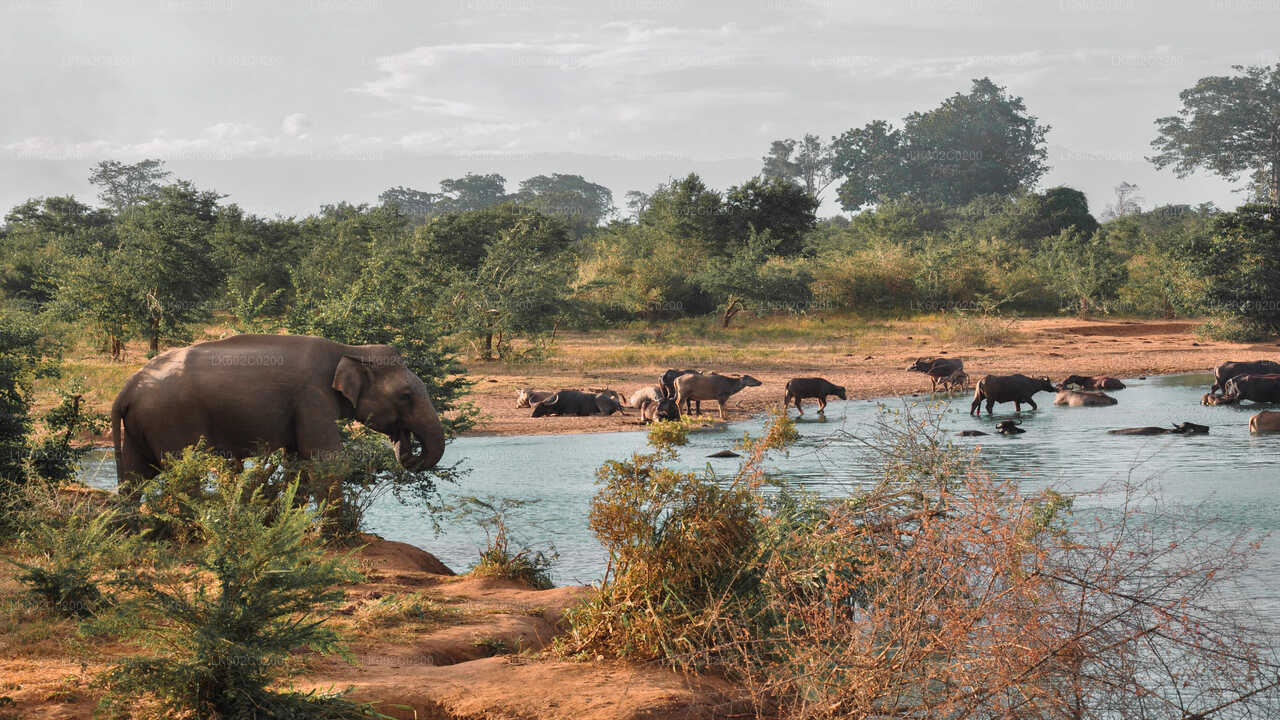 Safari im Udawalawe-Nationalpark ab Weligama