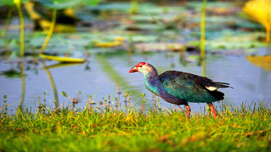 Bundala-Nationalpark-Safari ab Weligama