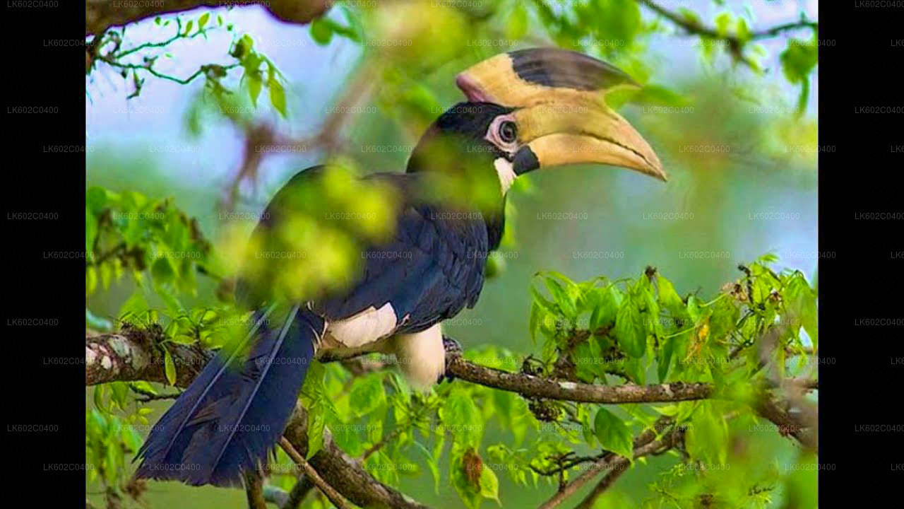 Bundala-Nationalpark-Safari ab Weligama