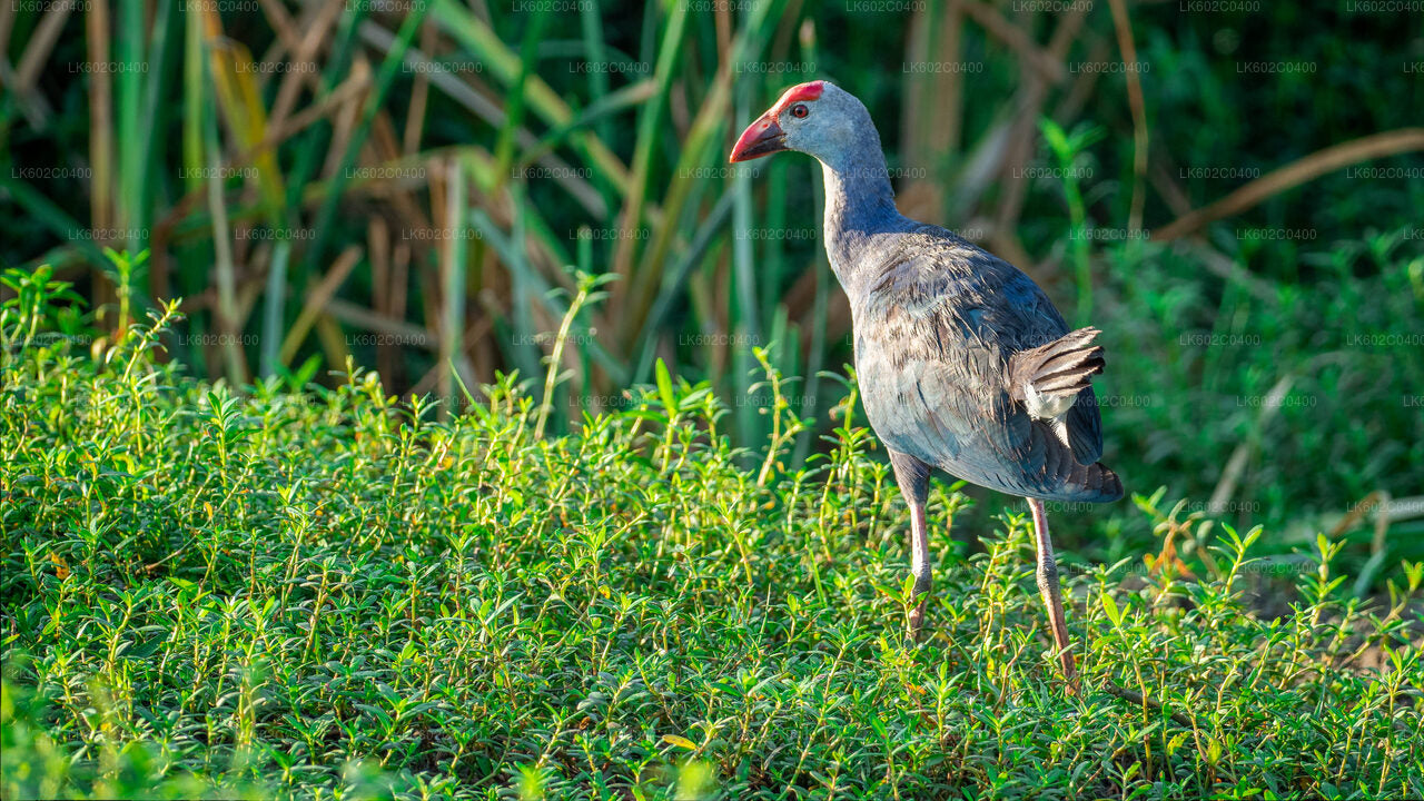Bundala-Nationalpark-Safari ab Weligama
