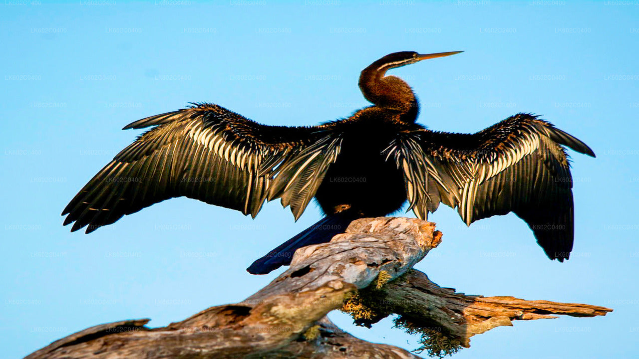 Bundala-Nationalpark-Safari ab Weligama