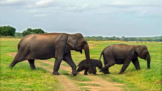 Private Safari im Minneriya-Nationalpark ab Habarana