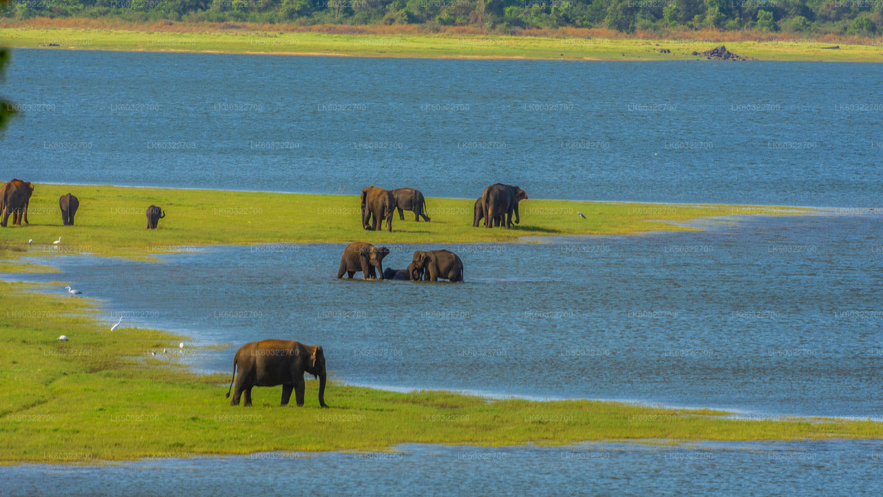 Private Safari im Minneriya-Nationalpark ab Habarana