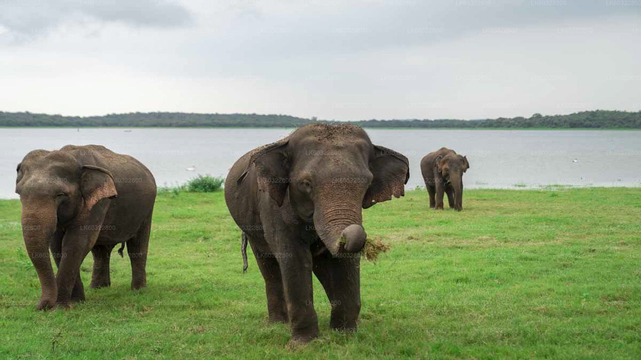 Safari im Kaudulla-Nationalpark ab Habarana