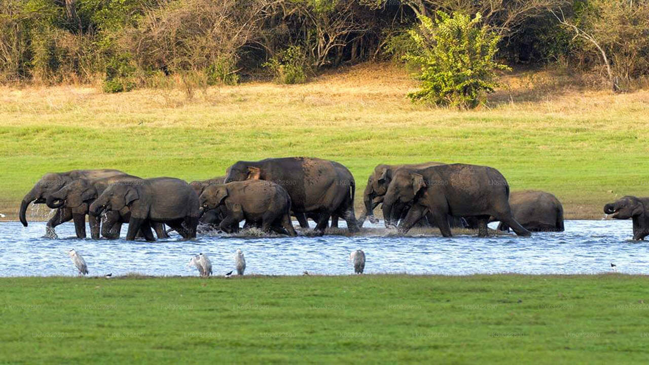 Safari im Kaudulla-Nationalpark ab Habarana