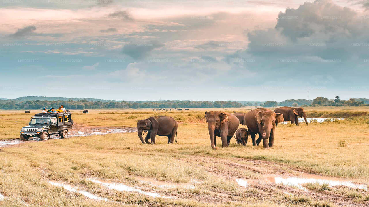 Safari im Kaudulla-Nationalpark ab Habarana