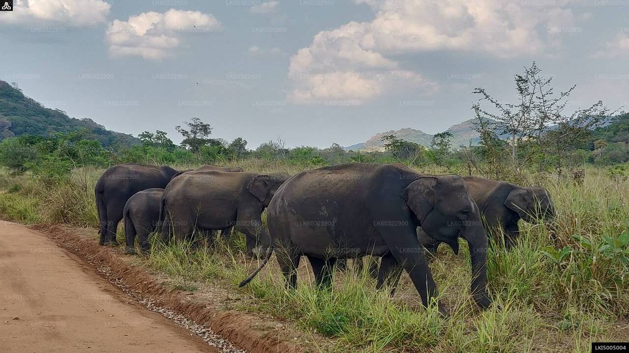 Private Safari im Hurulu Eco Park ab Habarana