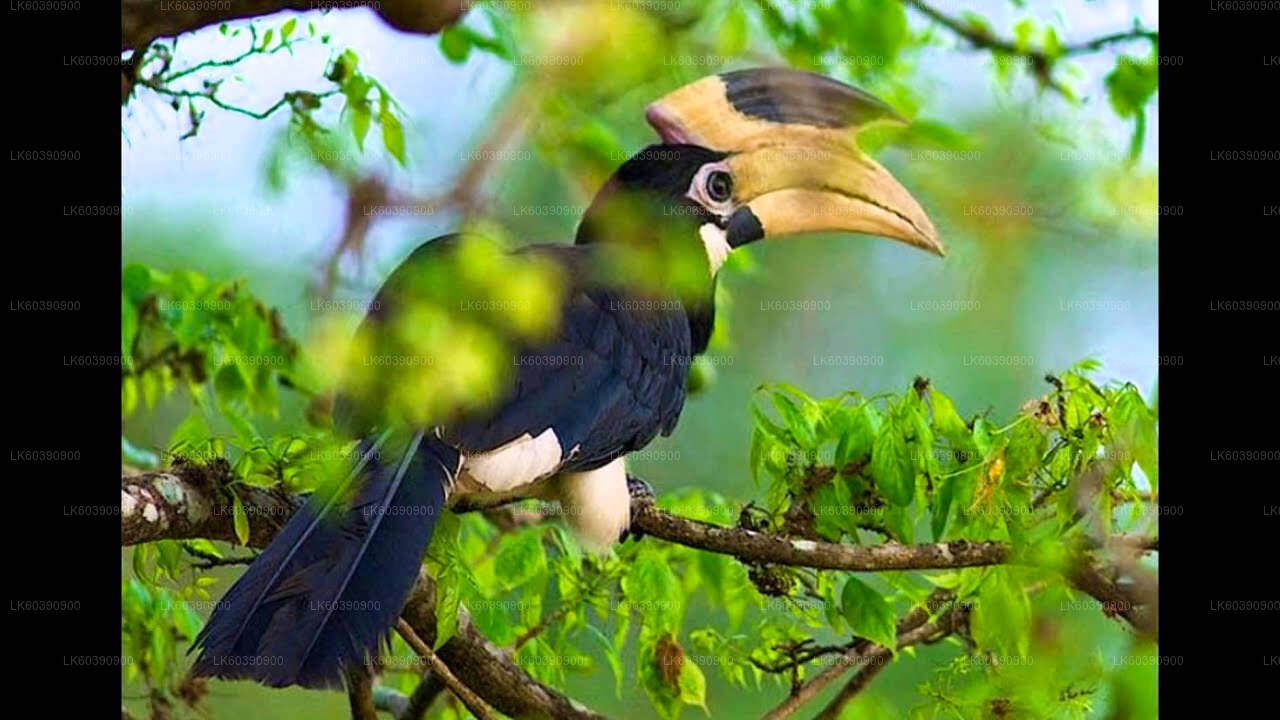 Bundala-Nationalpark-Safari ab Balapitiya