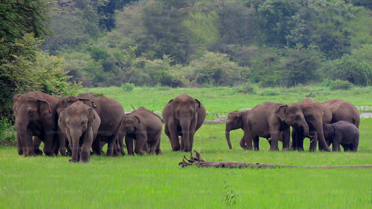 Udawalawe-Nationalpark-Safari ab Ahungalla