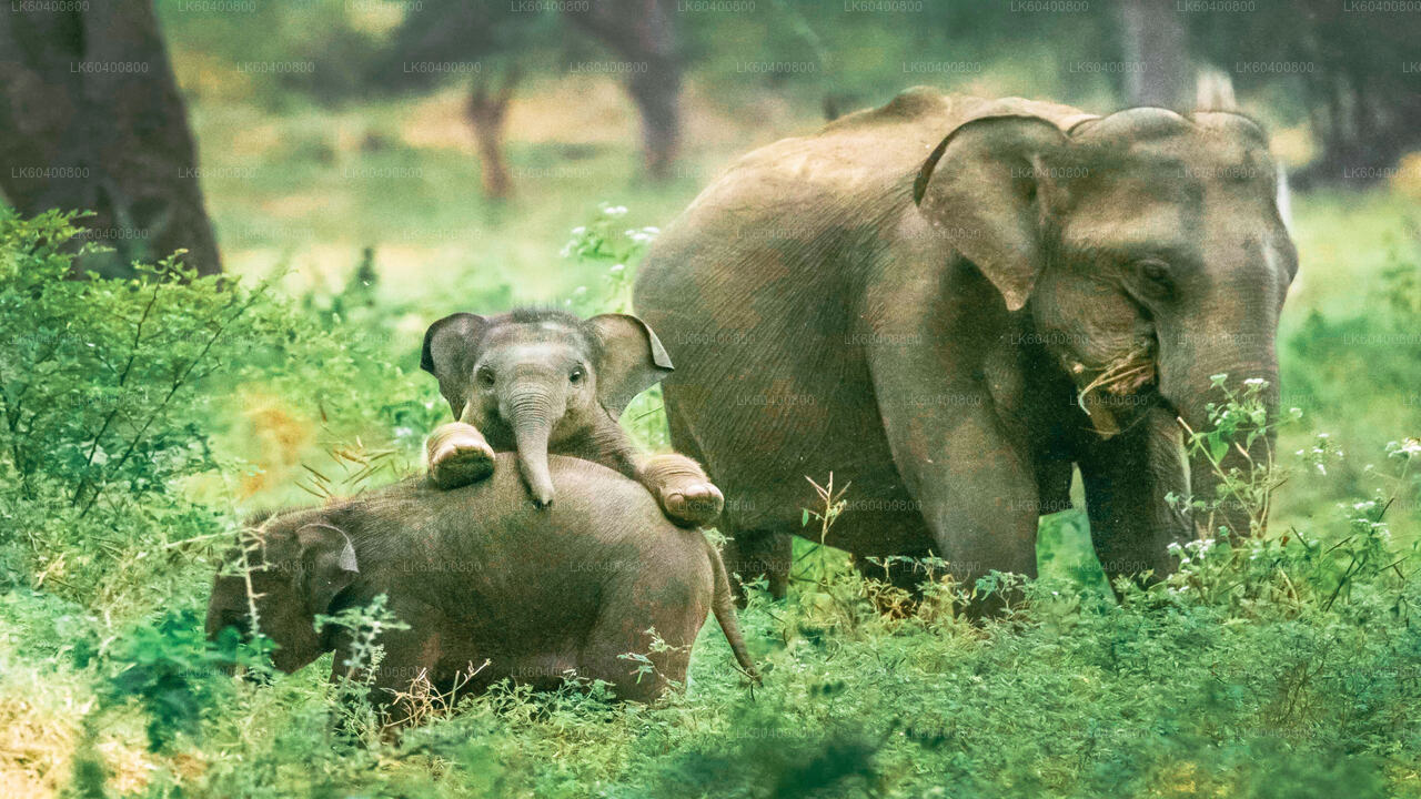 Yala-Nationalpark-Safari ab Ahungalla