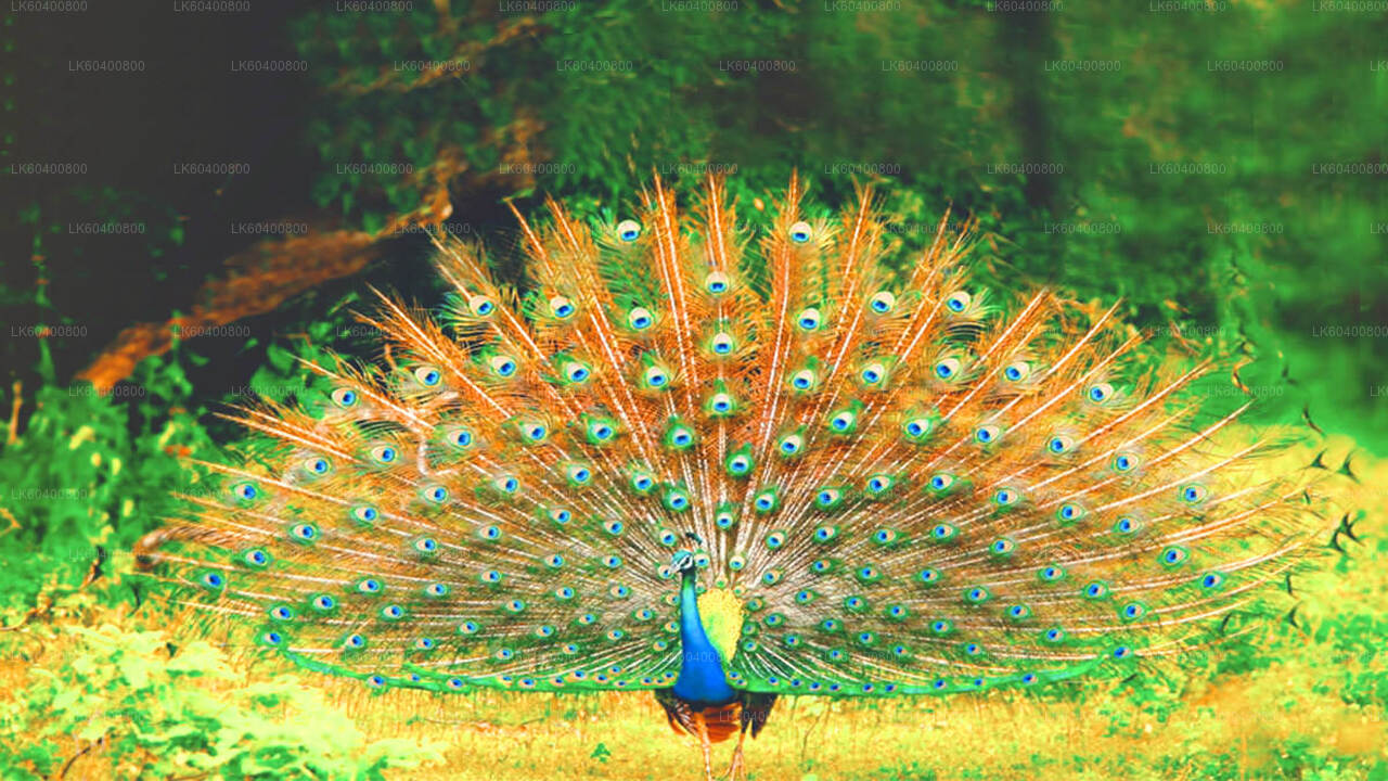 Yala-Nationalpark-Safari ab Ahungalla
