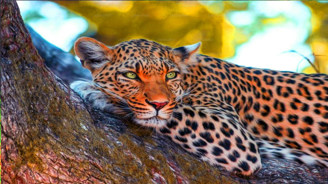 Yala-Nationalpark-Safari ab Ahungalla