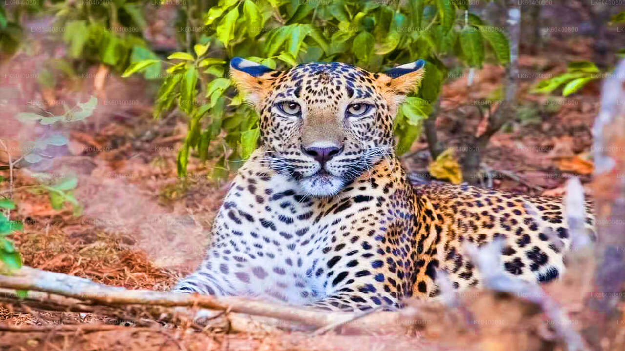 Yala-Nationalpark-Safari ab Ahungalla