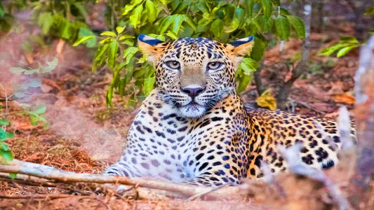 Yala-Nationalpark-Safari ab Ahungalla