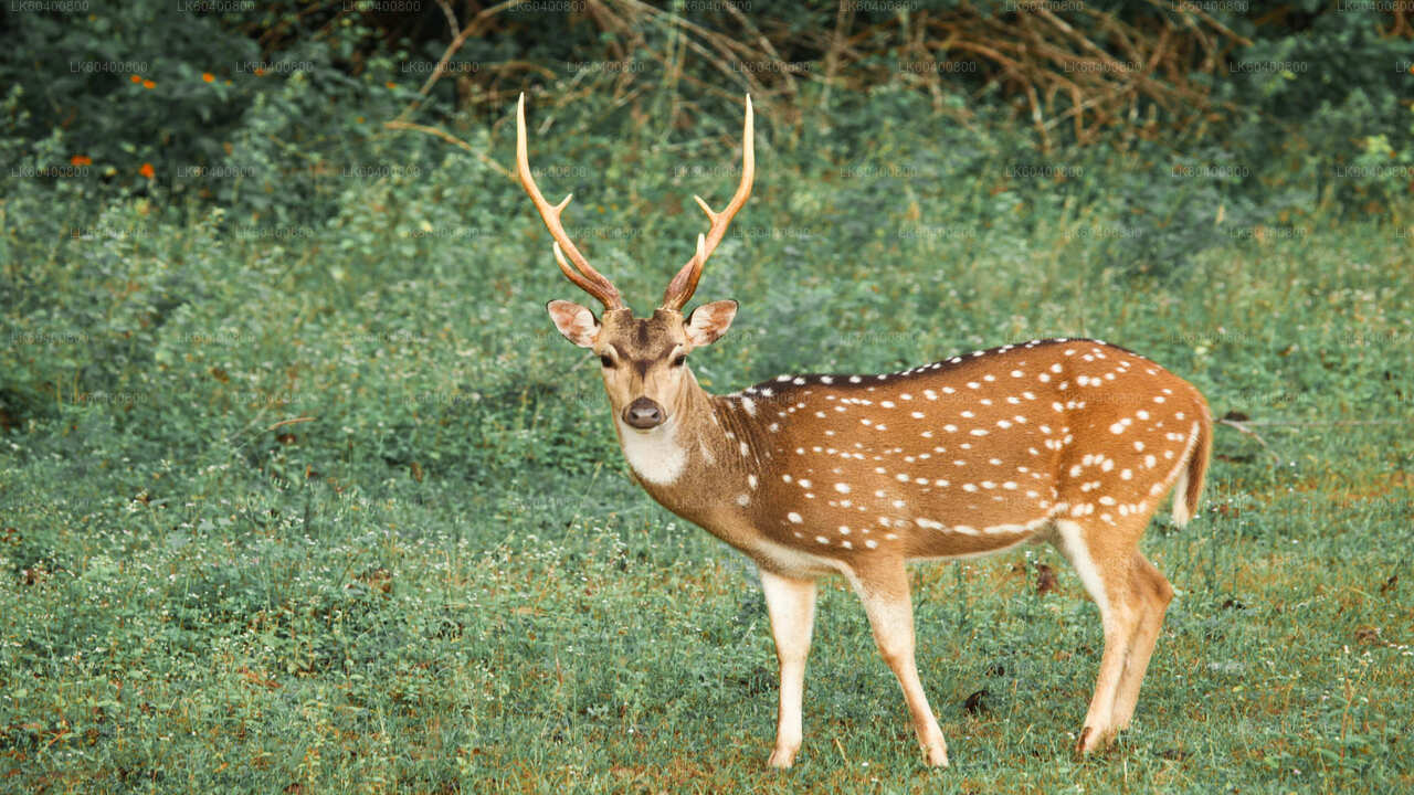 Yala-Nationalpark-Safari ab Ahungalla