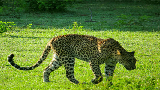 Yala-Nationalpark-Safari ab Unawatuna